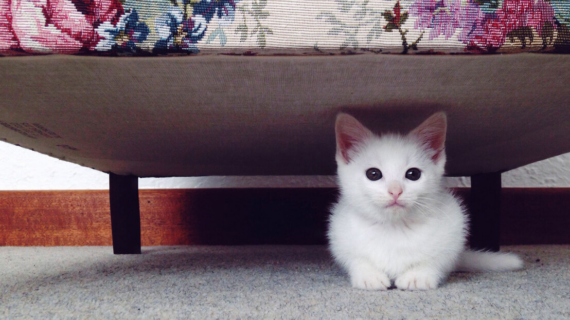 image of kitten under a bed